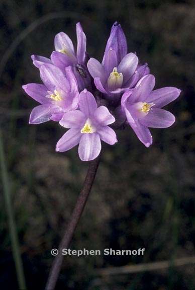 dichelostemma capitatum ssp capitatumdipterostemon capitatus ssp capitatus 2 graphic